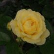 Rosa 'Anny Duprey®' - sárga - virágágyi grandiflora - floribunda rózsa