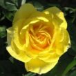 Kép 1/3 - Rosa 'Carte d'Or®' - sárga - virágágyi floribunda rózsa