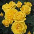 Rosa 'Carte d'Or®' - sárga - virágágyi floribunda rózsa