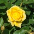 Kép 3/3 - Rosa 'Carte d'Or®' - sárga - virágágyi floribunda rózsa