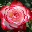 Kép 1/3 - Rosa 'Jubile Du Prince De Monaco®' - vörös - fehér - virágágyi floribunda rózsa
