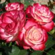 Kép 2/3 - Rosa 'Jubile Du Prince De Monaco®' - vörös - fehér - virágágyi floribunda rózsa