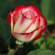 Rosa 'Jubile Du Prince De Monaco®' - vörös - fehér - virágágyi floribunda rózsa