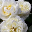 Kép 2/3 - Rosa 'Lady Romantica®' - fehér - virágágyi floribunda rózsa