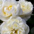Rosa 'Lady Romantica®' - fehér - virágágyi floribunda rózsa