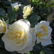 Kép 3/3 - Rosa 'Lady Romantica®' - fehér - virágágyi floribunda rózsa