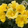 Kép 2/3 - Rosa 'Liane Foly®' - sárga - virágágyi floribunda rózsa