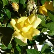 Kép 3/3 - Rosa 'Liane Foly®' - sárga - virágágyi floribunda rózsa