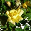 Rosa 'Liane Foly®' - sárga - virágágyi floribunda rózsa