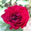 Rosa 'Mona Lisa®' - vörös - virágágyi floribunda rózsa