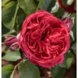 Kép 2/3 - Rosa 'Ruban Rouge®' - vörös - nosztalgia rózsa