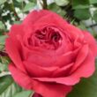 Kép 3/3 - Rosa 'Ruban Rouge®' - vörös - nosztalgia rózsa