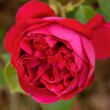 Kép 1/3 - Rosa 'Eric Tabarly®' - vörös - climber, futó rózsa