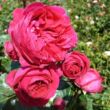 Rosa 'Eric Tabarly®' - vörös - climber, futó rózsa