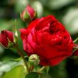 Kép 3/3 - Rosa 'Eric Tabarly®' - vörös - climber, futó rózsa