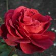 Rosa 'Edith Piaf® Gpt' - vörös - climber, futó rózsa
