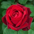 Kép 3/3 - Rosa 'Edith Piaf® Gpt' - vörös - climber, futó rózsa
