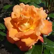 Kép 2/3 - Rosa 'Louis De Funes® Gpt' - narancssárga - climber, futó rózsa