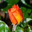 Kép 3/3 - Rosa 'Louis De Funes® Gpt' - narancssárga - climber, futó rózsa