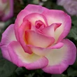 Kép 1/3 - Rosa 'Princesse De Monaco® Gpt' - fehér - rózsaszín - climber, futó rózsa