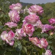 Kép 2/3 - Rosa 'Princesse De Monaco® Gpt' - fehér - rózsaszín - climber, futó rózsa