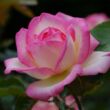 Rosa 'Princesse De Monaco® Gpt' - fehér - rózsaszín - climber, futó rózsa