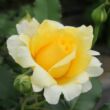 Rosa 'Rimosa® Gpt' - sárga - climber, futó rózsa