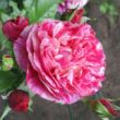 Kép 1/3 - Rosa 'Ines Sastre®' - rózsaszín - fehér - climber, futó rózsa