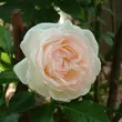 Kép 1/3 - Rosa 'Palais Royal®' - fehér - climber, futó rózsa