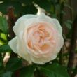 Kép 1/3 - Rosa 'Palais Royal®' - fehér - climber, futó rózsa