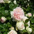Kép 2/3 - Rosa 'Palais Royal®' - fehér - climber, futó rózsa