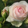 Kép 3/3 - Rosa 'Palais Royal®' - fehér - climber, futó rózsa