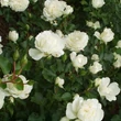 Kép 2/3 - Rosa 'Blanc Meillandecor®' - fehér - virágágyi floribunda rózsa