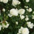 Rosa 'Blanc Meillandecor®' - fehér - virágágyi floribunda rózsa