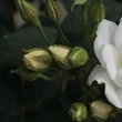 Kép 3/3 - Rosa 'Blanc Meillandecor®' - fehér - virágágyi floribunda rózsa