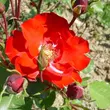 Kép 1/3 - Rosa 'La Sevillana®' - vörös - virágágyi floribunda rózsa
