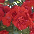 Kép 2/3 - Rosa 'La Sevillana®' - vörös - virágágyi floribunda rózsa