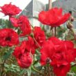 Rosa 'La Sevillana®' - vörös - virágágyi floribunda rózsa