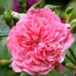 Kép 1/3 - Rosa 'Les Quatre Saisons®' - rózsaszín - virágágyi floribunda rózsa