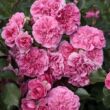 Kép 2/3 - Rosa 'Les Quatre Saisons®' - rózsaszín - virágágyi floribunda rózsa
