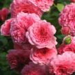 Rosa 'Les Quatre Saisons®' - rózsaszín - virágágyi floribunda rózsa
