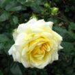 Kép 1/3 - Rosa 'Nadia® Meillandecor®' - sárga - talajtakaró rózsa