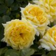 Kép 2/3 - Rosa 'Nadia® Meillandecor®' - sárga - talajtakaró rózsa