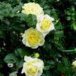 Rosa 'Nadia® Meillandecor®' - sárga - talajtakaró rózsa