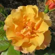 Kép 1/3 - Rosa 'Tequila® II' - narancssárga - virágágyi floribunda rózsa