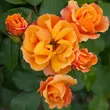 Kép 2/3 - Rosa 'Tequila® II' - narancssárga - virágágyi floribunda rózsa