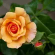 Kép 3/3 - Rosa 'Tequila® II' - narancssárga - virágágyi floribunda rózsa