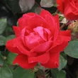 Kép 1/3 - Rosa 'Double Knock Out®' - vörös - virágágyi floribunda rózsa