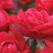 Kép 2/3 - Rosa 'Double Knock Out®' - vörös - virágágyi floribunda rózsa