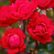 Kép 3/3 - Rosa 'Double Knock Out®' - vörös - virágágyi floribunda rózsa